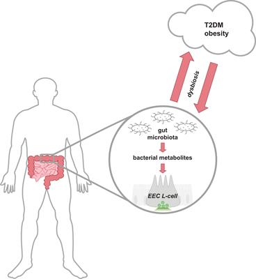 Short-chain fatty acids, secondary bile acids and indoles: gut microbial metabolites with effects on enteroendocrine cell function and their potential as therapies for metabolic disease